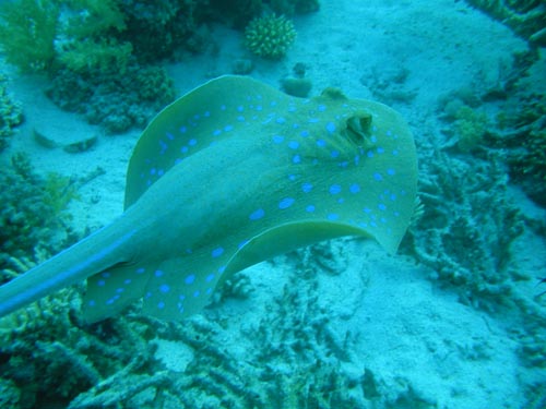 blue spotted stingray swimming.jpg